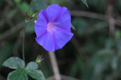 Ipomoea indica